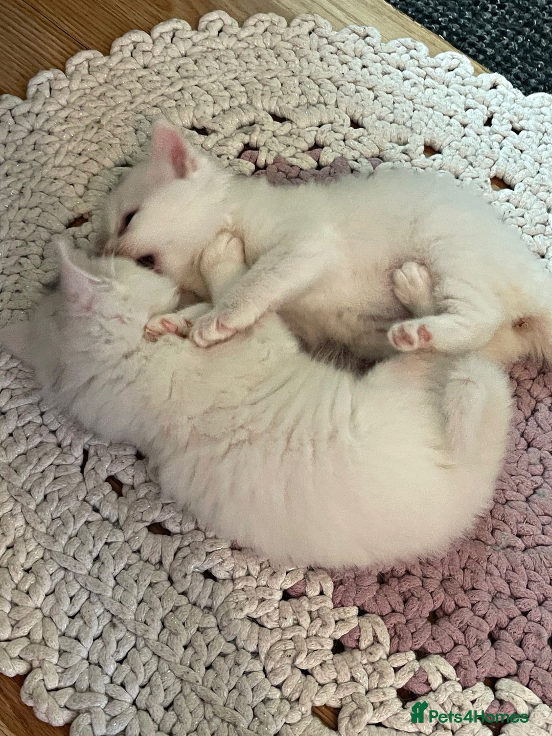 Turkish Angora cats for sale: Turkish angora white kitten  - Image 5