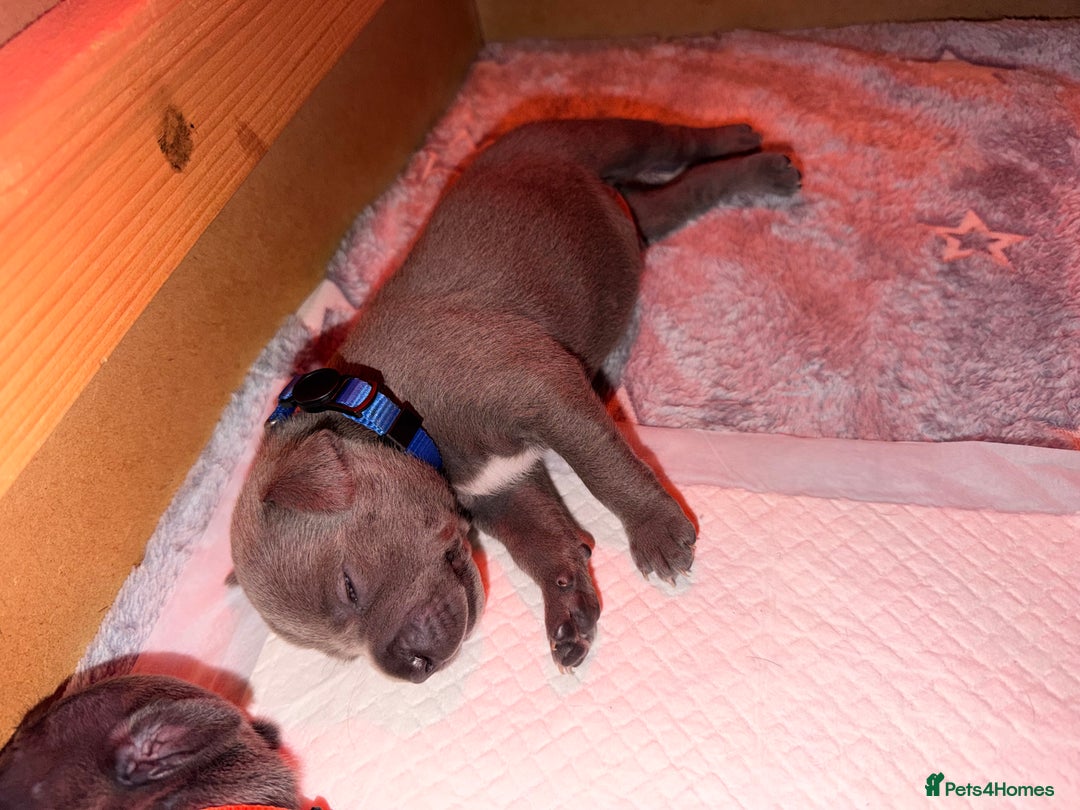 Staffordshire Bull Terrier dogs for sale: 💙Blue x Rare Fawn Staffordshire Bull Terrier Pups - Advert 26