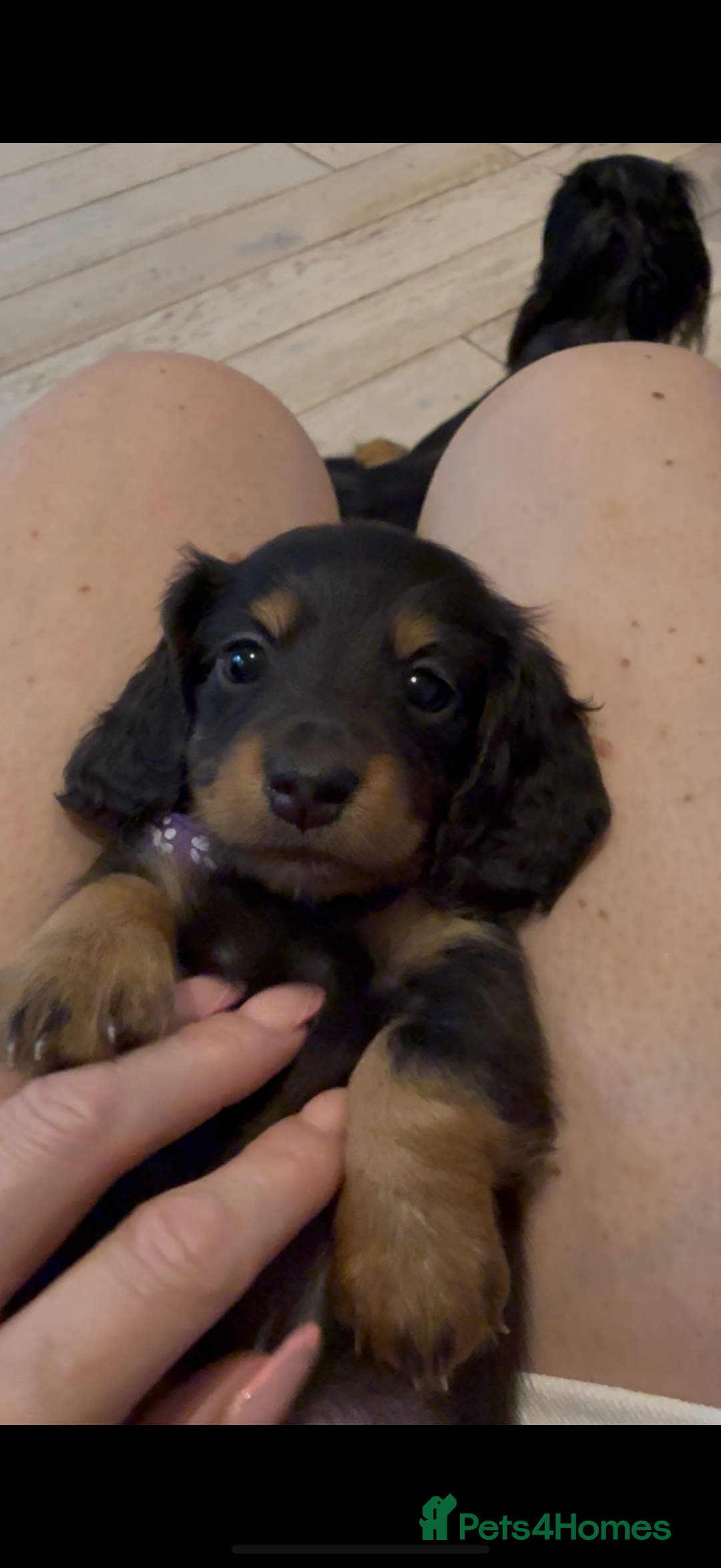 Miniature Dachshund dogs for sale: Pedigree Miniature Long hair Dachshund - Image 6