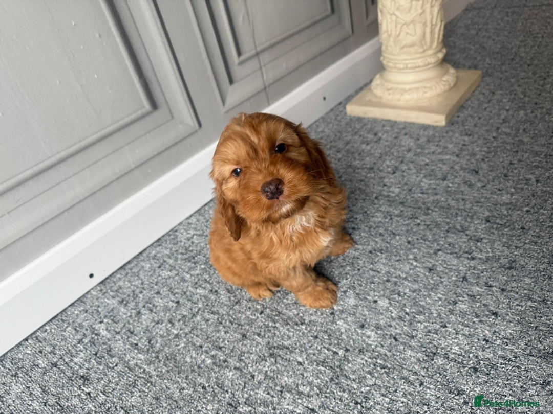 Cockapoo dogs for sale: Beautiful Cockerpoo Puppies. (Sand, Merle, Black) - Image 24