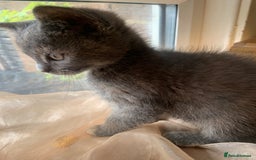 Domestic Shorthair cats for sale: Grey shorthair kitten - Image 7