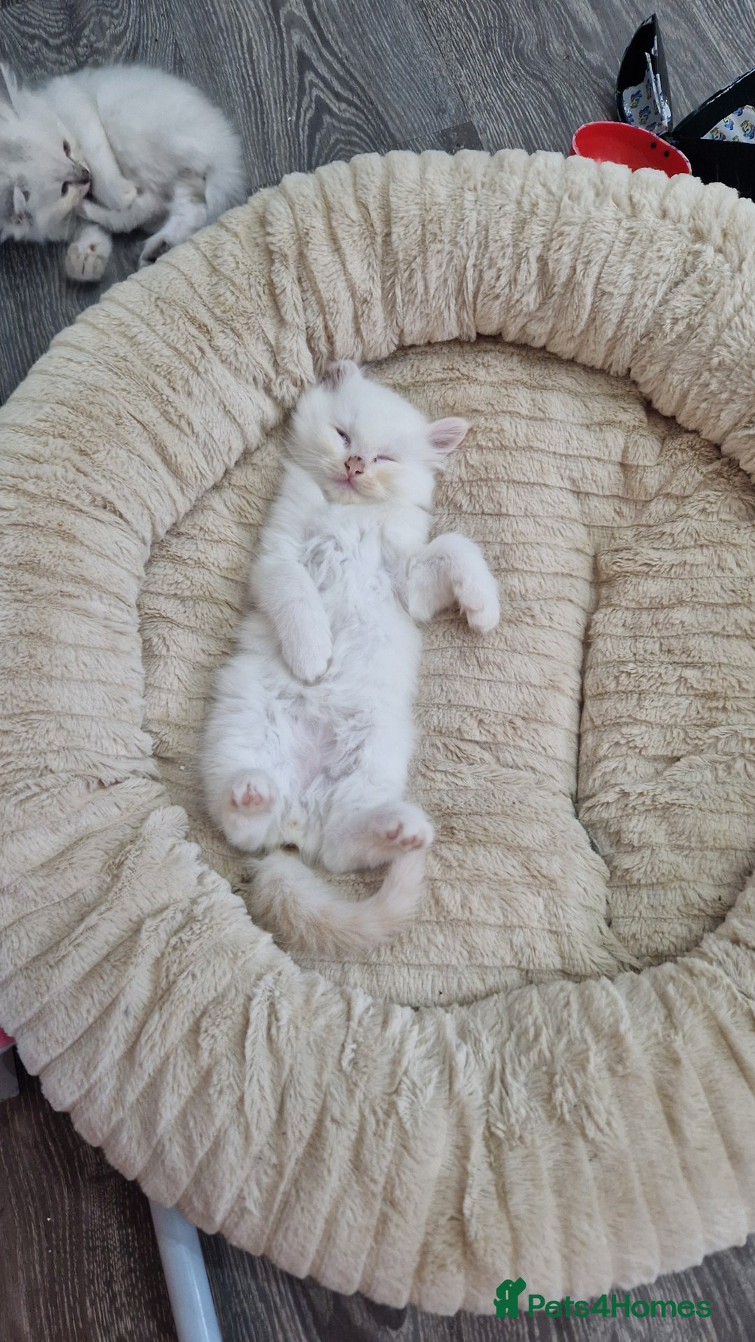 Ragdoll cats for sale: Ragdoll kittens - Advert 10