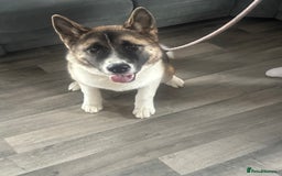 Akita dogs for sale: Female American Akita. - Image 2