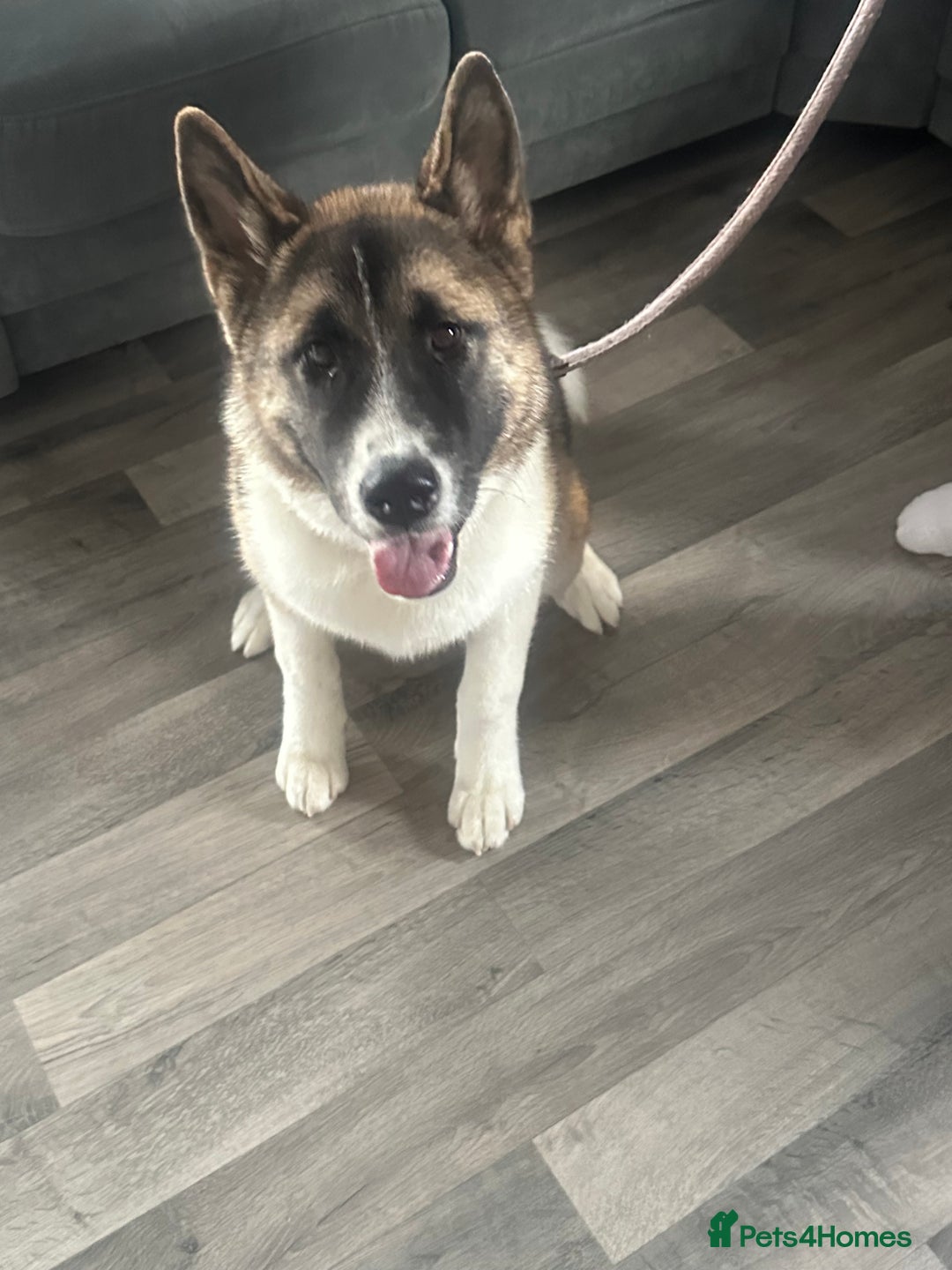 Akita dogs for sale: Female American Akita. - Image 2
