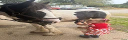 Irish Cob horses for sale: 🐴💙 SIMPSON – 20 MONTH OLD COB GELDING 💙🐴 - Advert 3