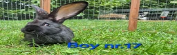 Continental Giant rabbits for sale: Pure Continental Giant Vaccinated  - Advert 8