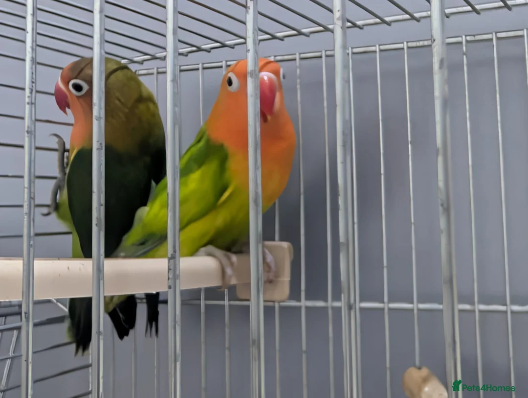 Lovebirds birds for sale: Hand Reared New Born Love Birds - Advert 13