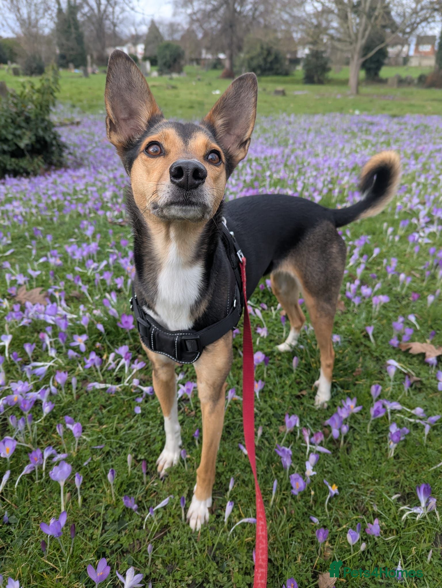 Mixed Breed dogs ❤️🐶 ILO – HER BEST YEARS ARE STILL AHEAD - Advert 1