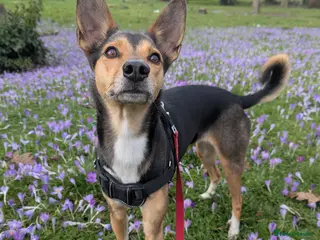 Mixed Breed dogs ❤️🐶 ILO – HER BEST YEARS ARE STILL AHEAD - Advert 1