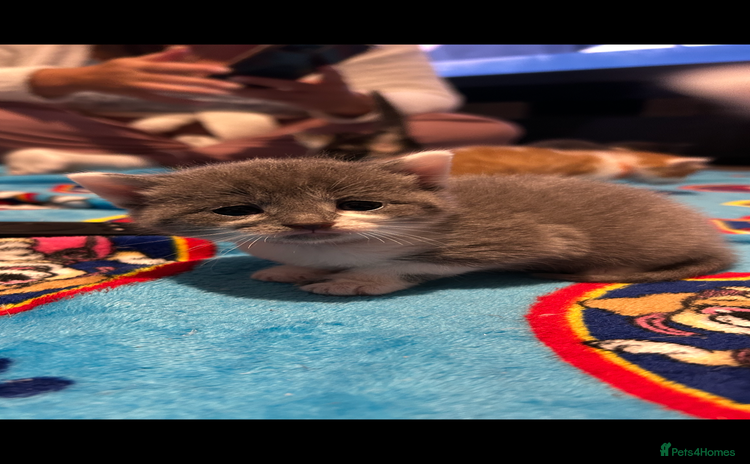 Mixed Breed cats - Advert 1