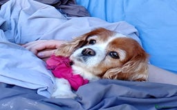 Cavalier King Charles Spaniel dogs for sale: Beautiful king's Chevalier spaniel  - Image 4