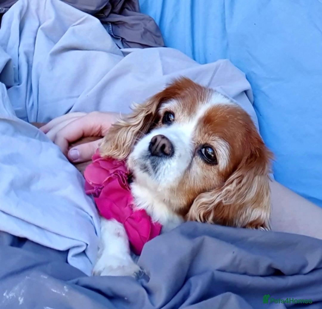 Cavalier King Charles Spaniel dogs for sale: Beautiful king's Chevalier spaniel  - Image 4