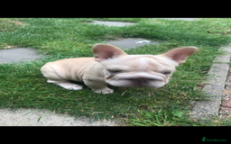 French Bulldog dogs for sale:  Price drop ⭐️French bulldogs from £1350  to £1500 in Liverpool - Image 10