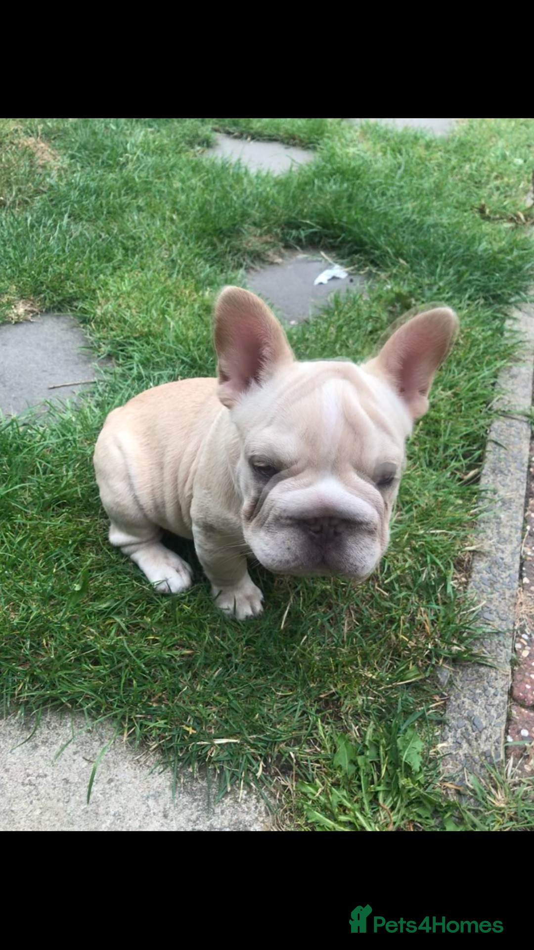 French Bulldog dogs for sale:  Price drop ⭐️French bulldogs from £1350  to £1500 in Liverpool - Image 10