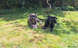 Mixed Breed dogs for sale: Stunning cane corso cross pups - Image 5