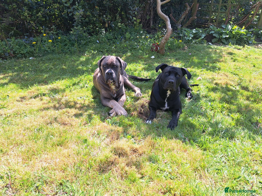 Mixed Breed dogs for sale: Stunning cane corso cross pups - Image 5