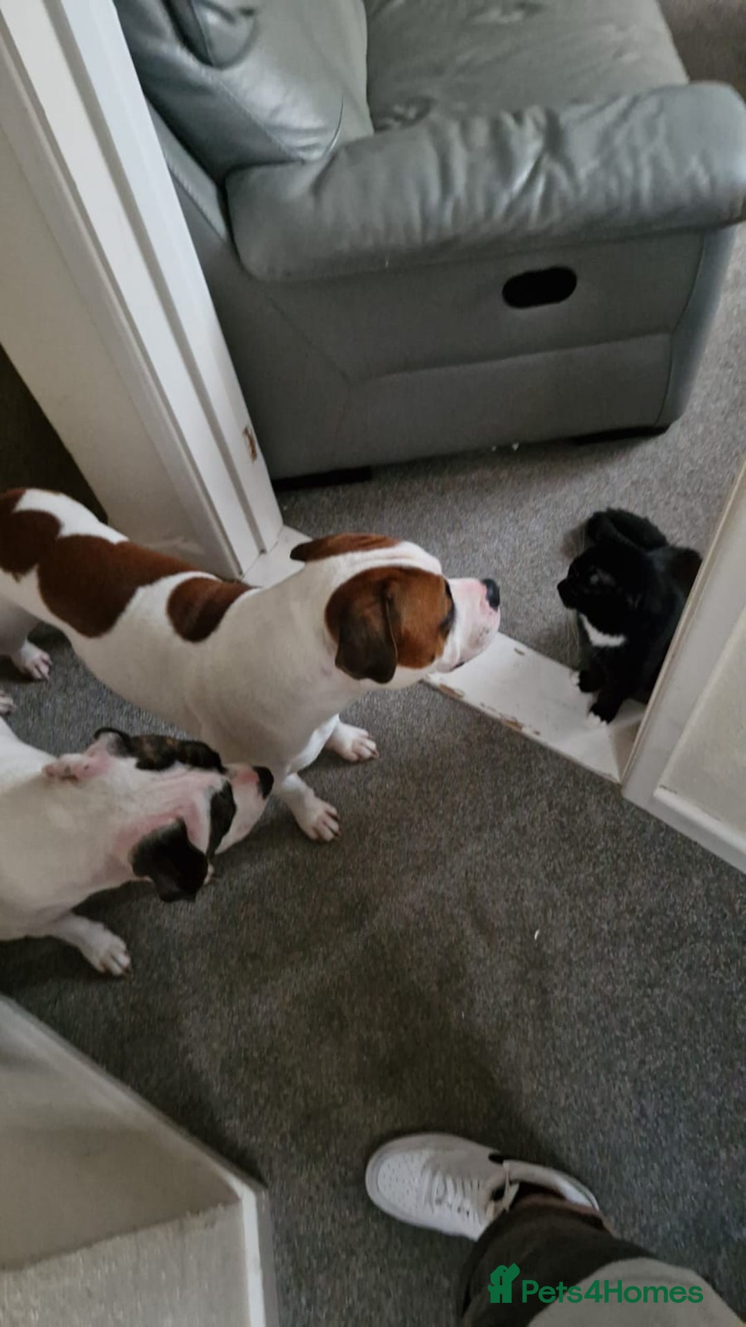 American Bull Staffy dogs for stud: Looking to stud - Image 10