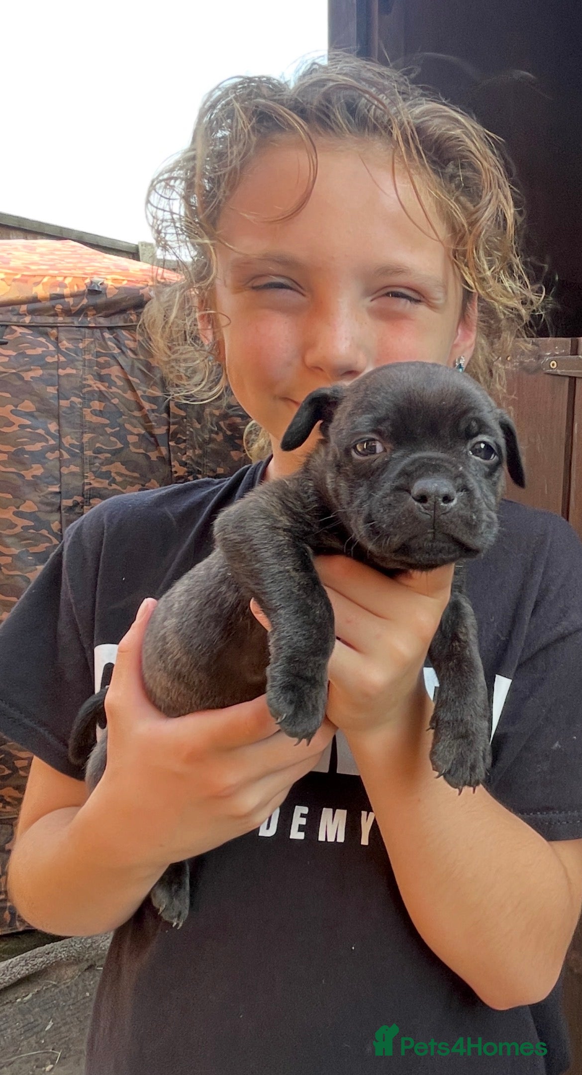 Staffordshire Bull Terrier dogs Black Eye SBTs this season litter 3 boys 3 girls  - Advert 2