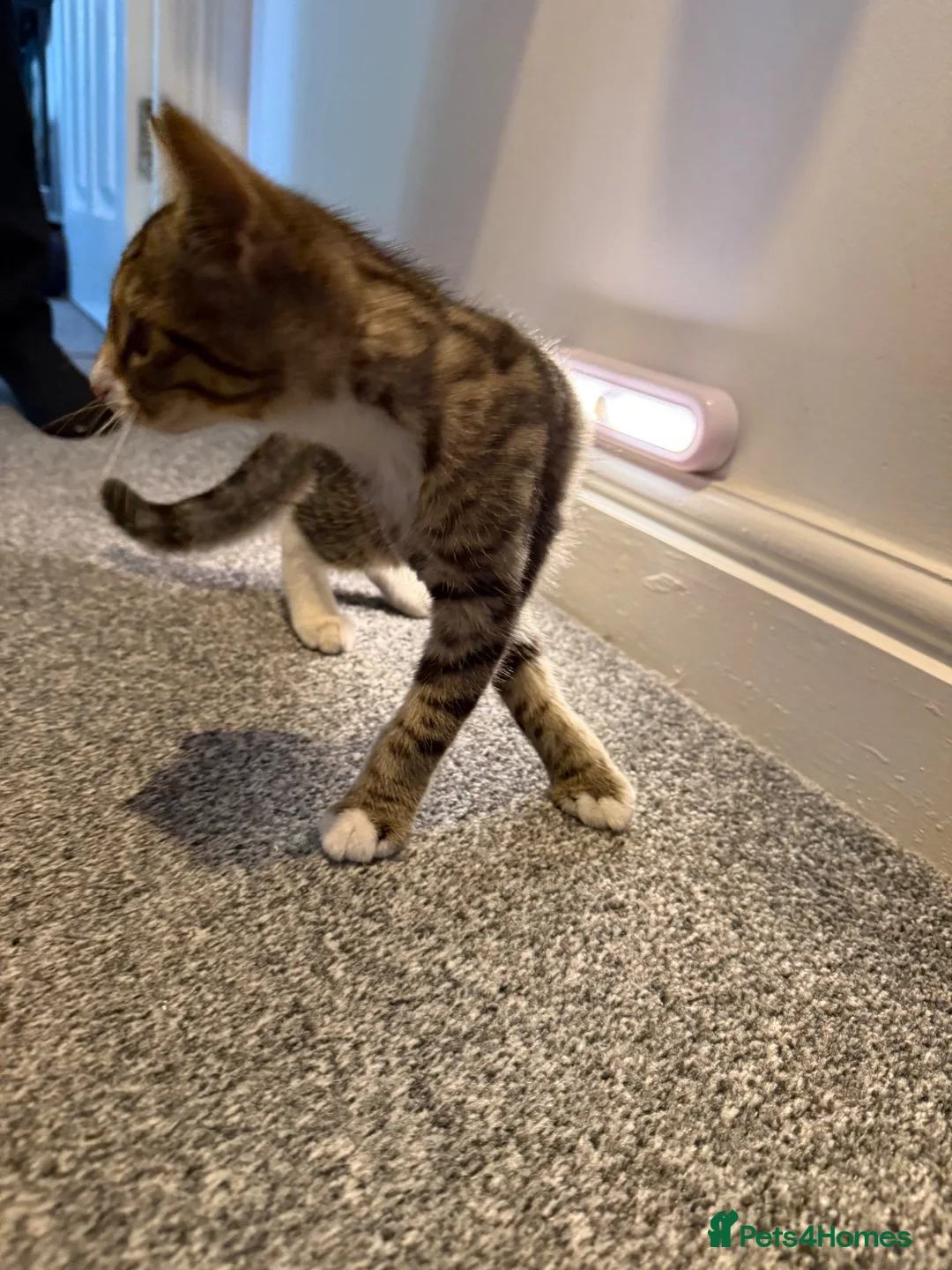 Domestic Shorthair cats for sale: Domestic shorthair Tabby kitten  - Advert 4