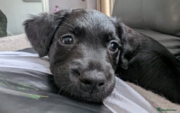 Mixed Breed dogs for sale: Ruby! - Advert 3