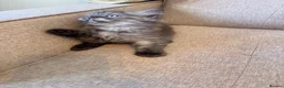 Persian cats for sale: Stunning Persian x Ragdoll kittens Ready for Homes in Watford - Advert 17
