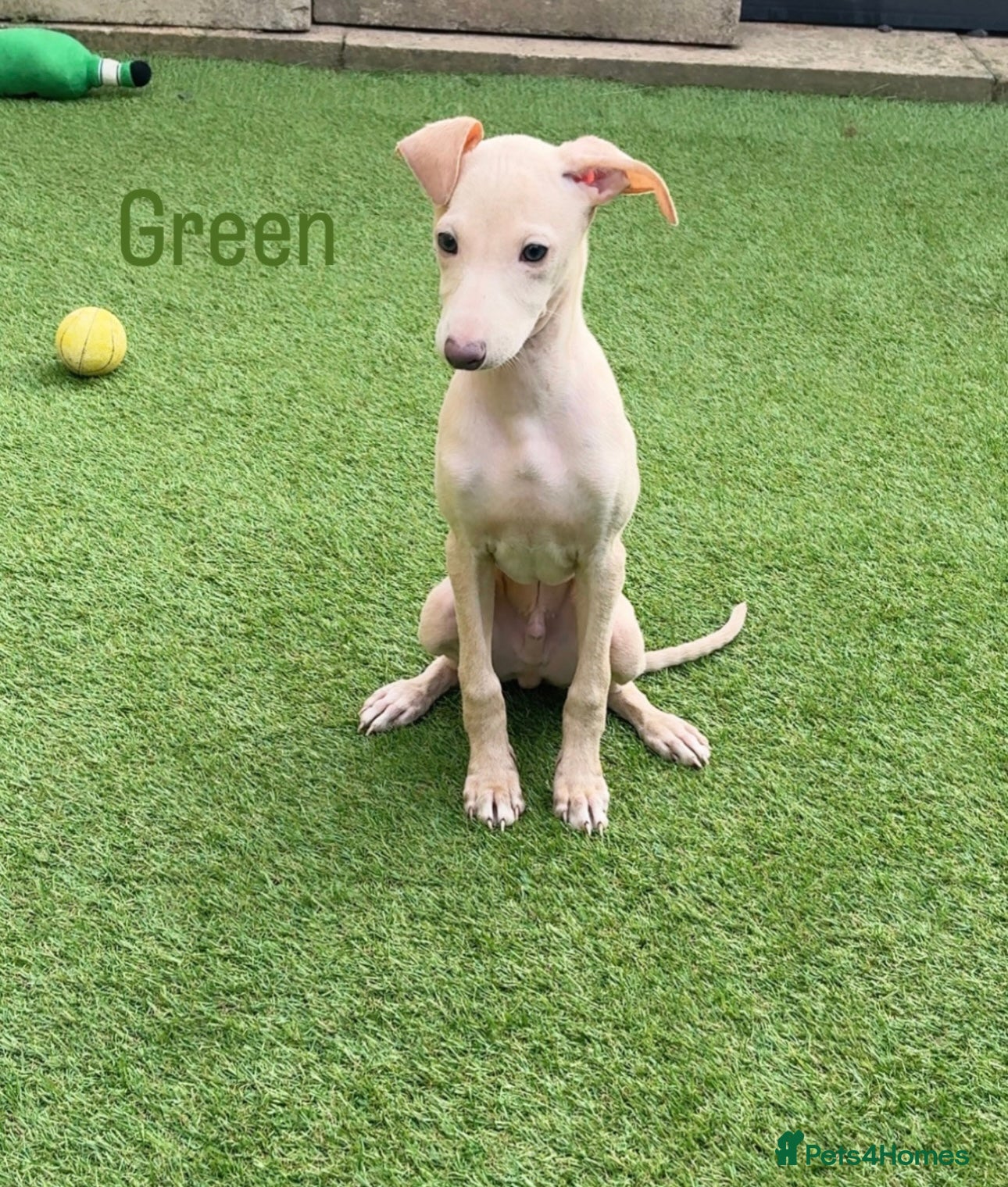 Italian Greyhound dogs Beautiful Cream Italian Greyhound Boys  - Advert 3