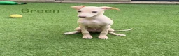 Italian Greyhound dogs for sale: Beautiful Cream Italian Greyhound Boys  - Advert 3