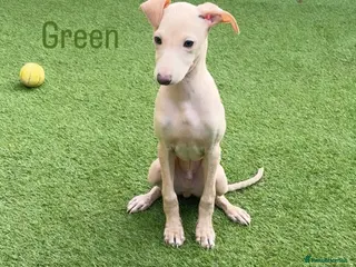 Italian Greyhound dogs Beautiful Cream Italian Greyhound Boys - Advert 3