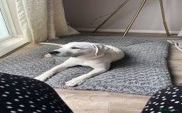 Labrador Retriever dogs for sale: Labrador retriever needed a new home  - Image 3