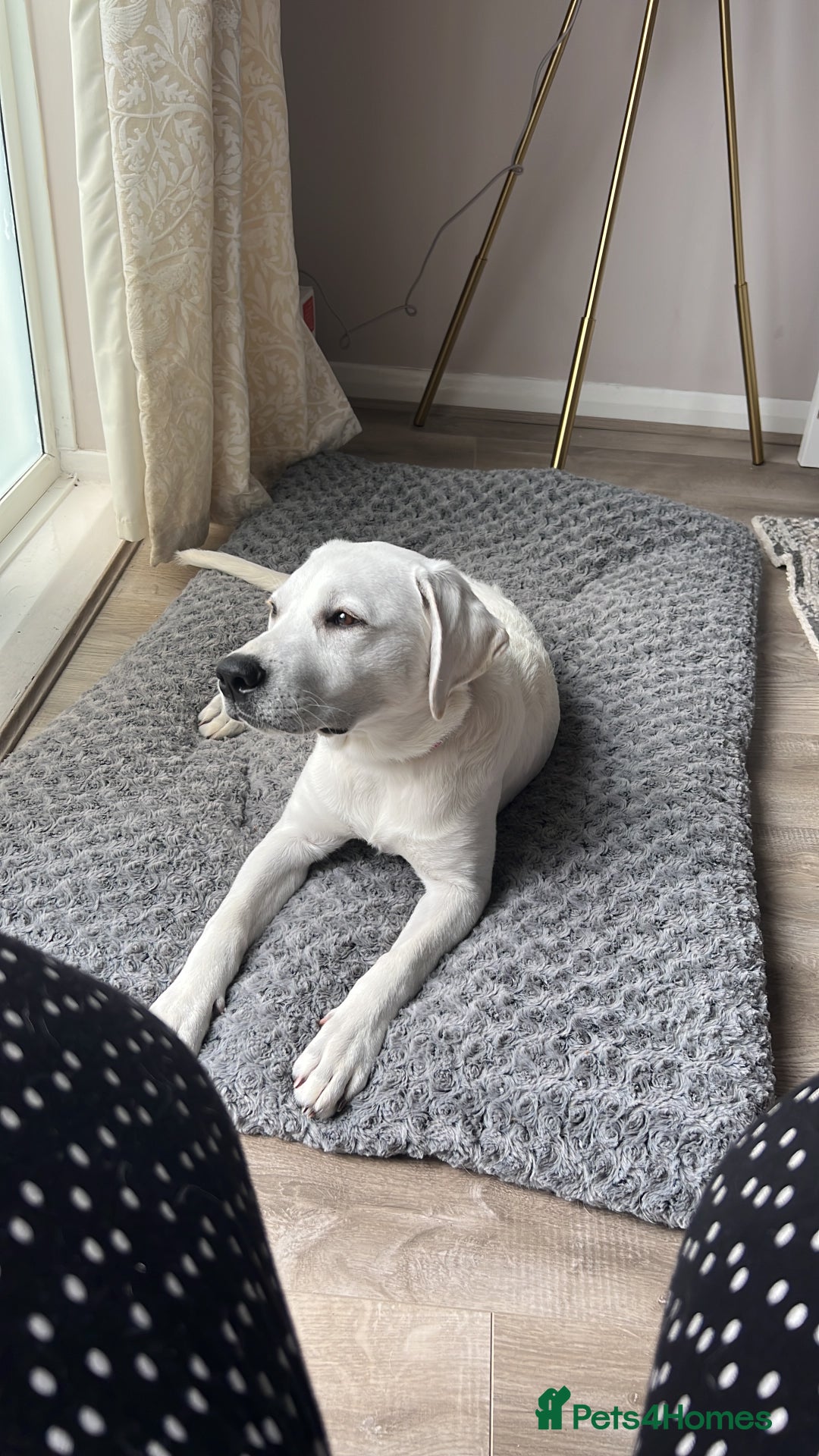 Labrador Retriever dogs for sale: Labrador retriever needed a new home  - Image 3