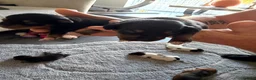 Jack Russell dogs for sale: Jack russel puppy’s  - Advert 11