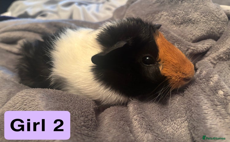 Guinea Pig rodents - Advert 4