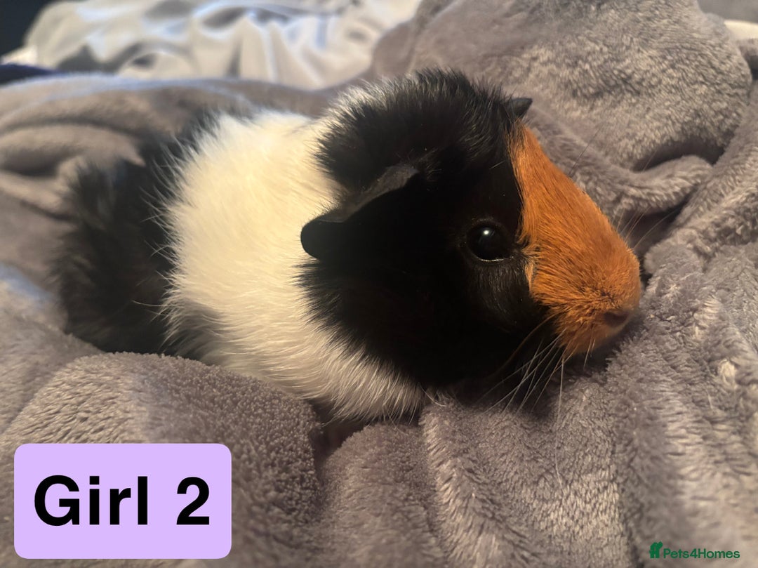Guinea Pig rodents for sale: Guinea pigs  - Image 1