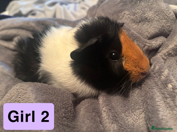Guinea Pig rodents - Advert 8