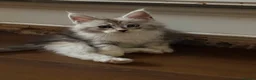 Maine Coon cats for sale: ✨🐾 MEET YOUR FUTURE MAINE COON COMPANION 🐾✨ - Advert 15