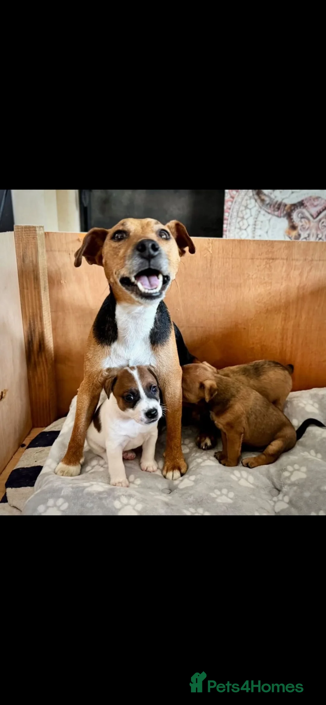 Mixed Breed dogs for sale: Adorable patterjack/Lakeland puppies - Advert 2