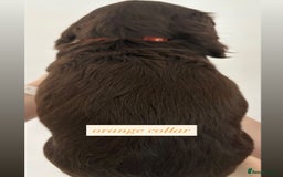 Sprocker dogs for sale: Sprocker puppies. Ready to leave 10th October.  - Image 30