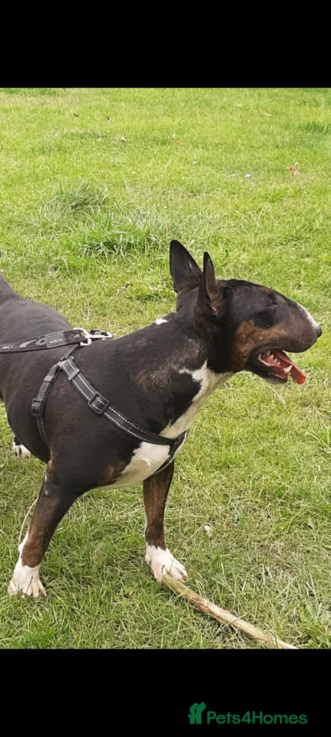 English Bull Terrier dogs for sale: Female English Bull Terrier - Advert 3