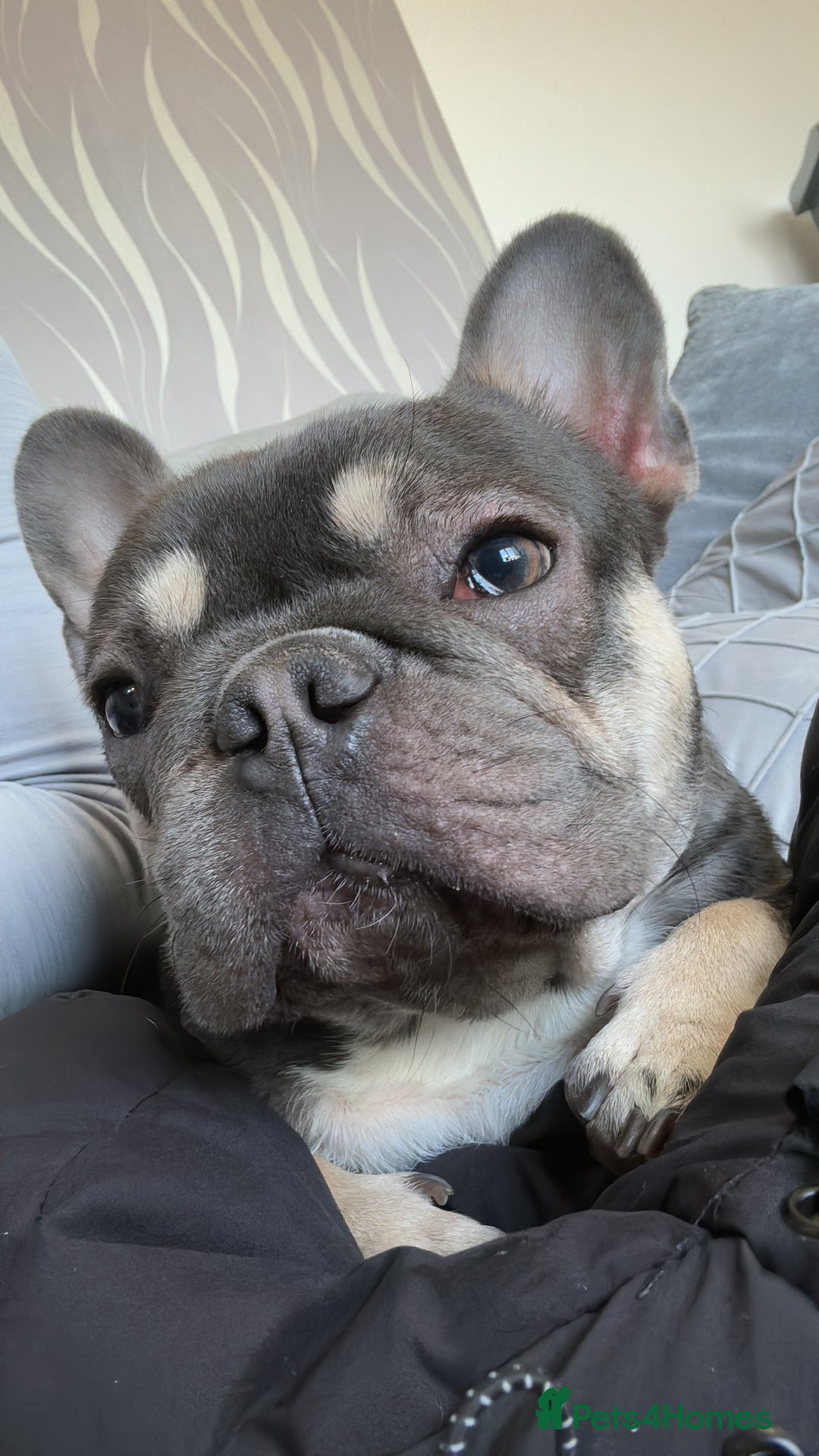 French Bulldog dogs for sale: 2 year old male French bulldog - Advert 3