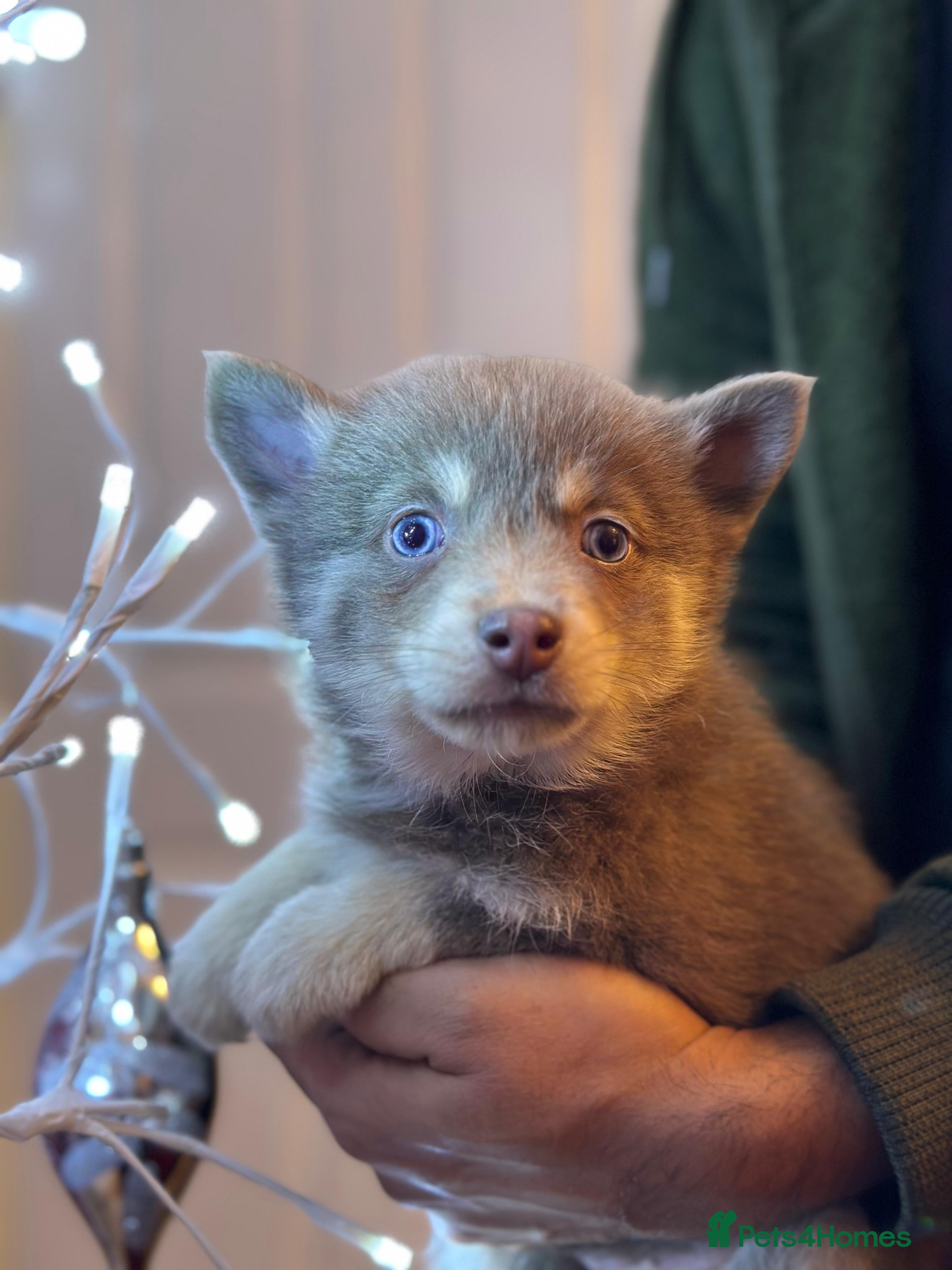 Pomsky dogs Just 2 left! - Blue Eyed F4 Toy Pomskies Ready Now - Advert 1