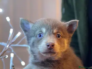 Pomsky dogs Just 2 left! - Blue Eyed F4 Toy Pomskies Ready Now - Advert 4