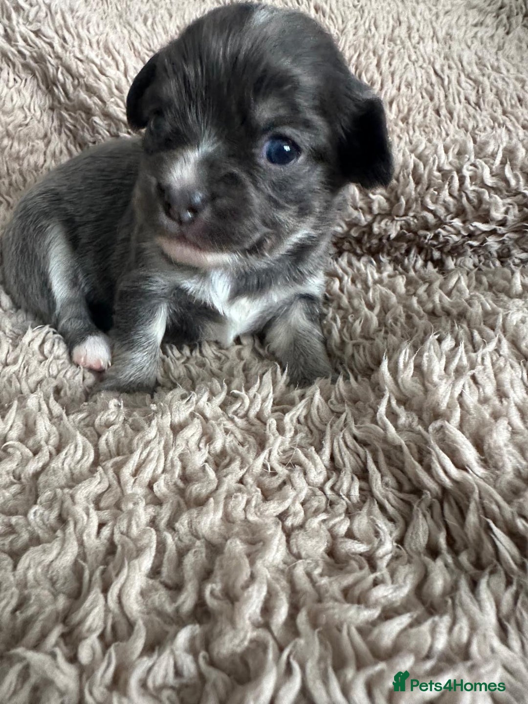 Chihuahua dogs for sale: 3 beautiful long haired Chihuahuas  - Image 4