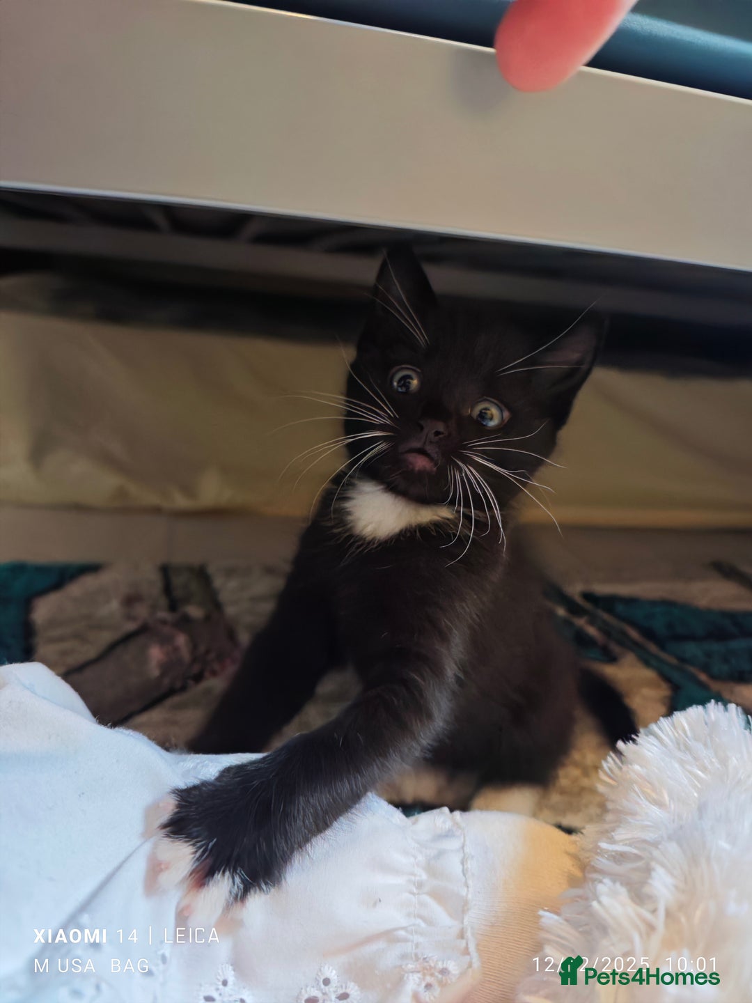 Ragdoll cats for sale: Ragdoll 3kittens😻😺😻 - Advert 3