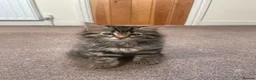 Mixed Breed cats for sale: Ragdoll x Kittens  - Advert 2