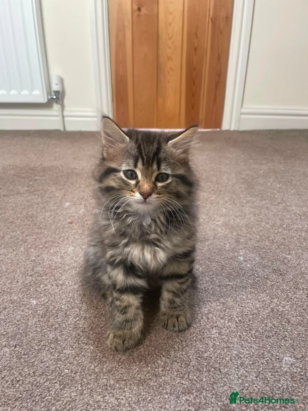 Mixed Breed cats for sale: Ragdoll x Kittens  - Advert 2