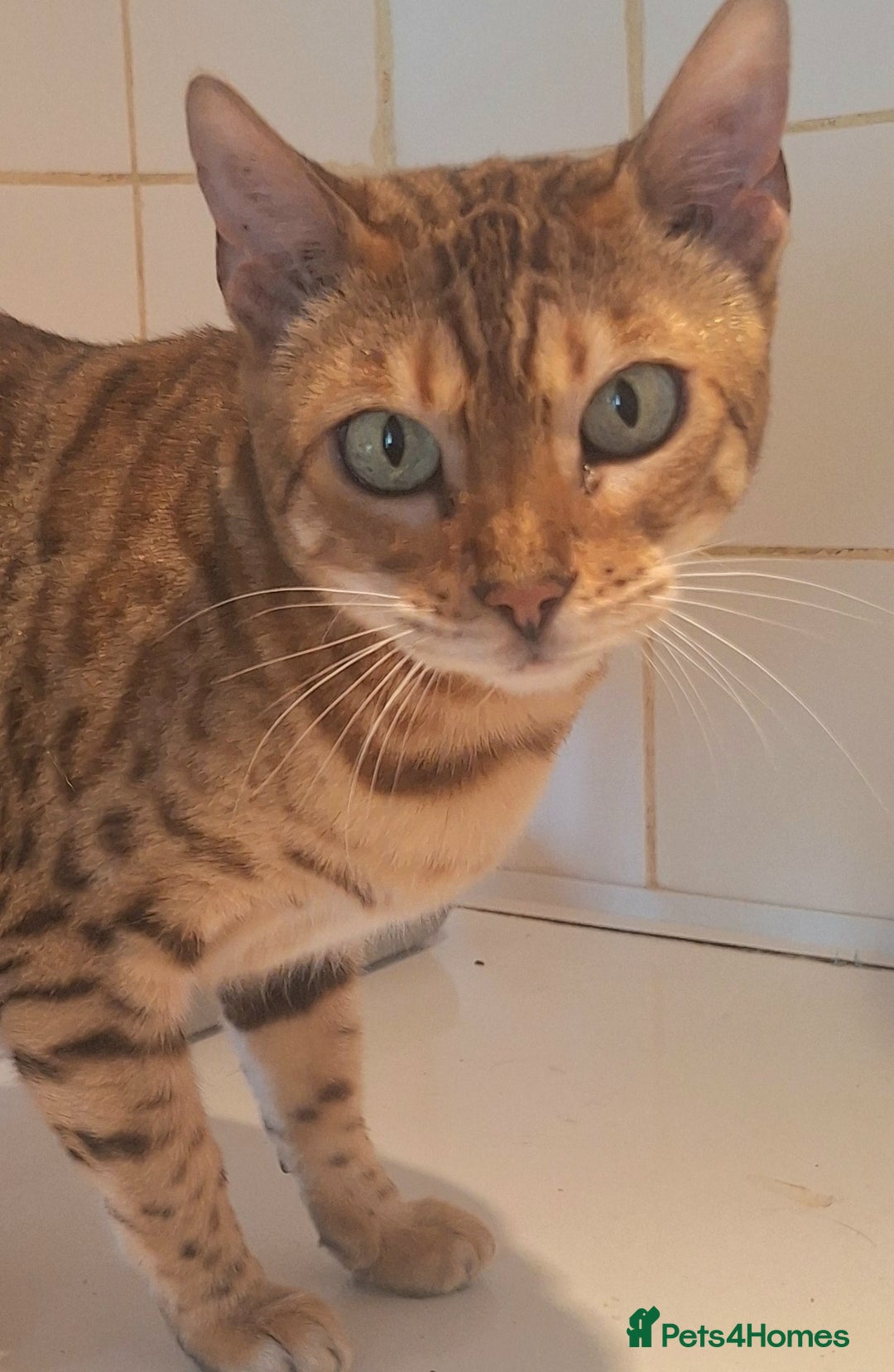 Bengal cats for sale: SBT Tica Bengal retired female Venus - Advert 6