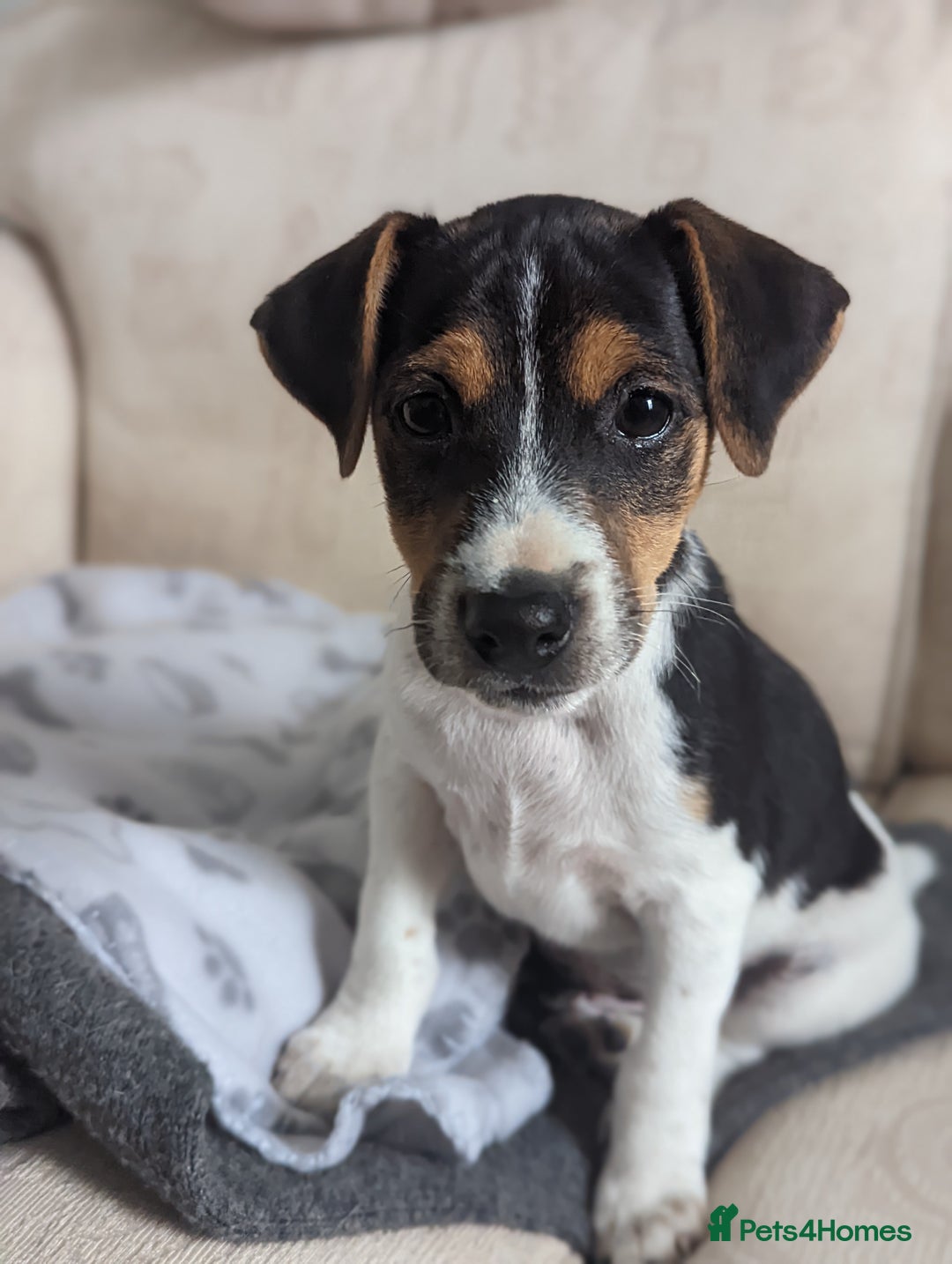 Jack Russell dogs for stud: Stunning Jack Russell for stud - Image 5