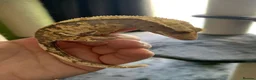 Gecko reptiles for sale: Gecko’s for sale - Advert 7