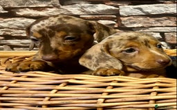 Miniature Dachshund dogs for sale: Stunning Miniature Smooth Dachshunds - Image 11