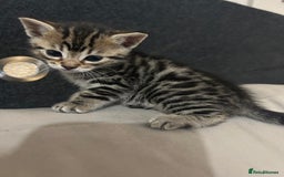 Bengal cats for sale: Half Bengal kittens   - Image 15